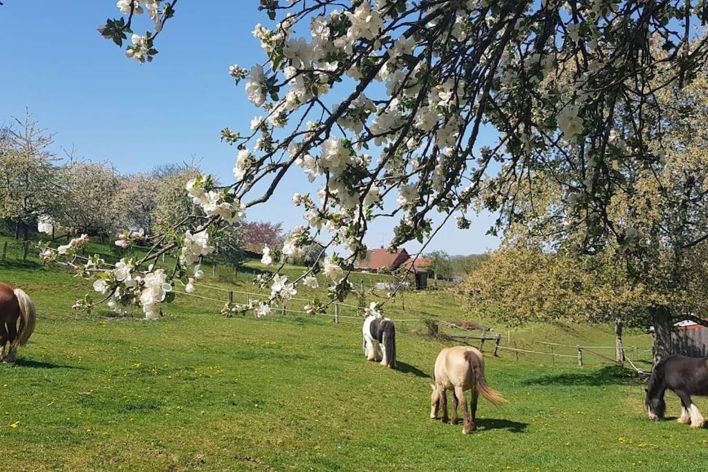 Les Vergers D'Epona "Fremifontaine Vosges" 외부 사진